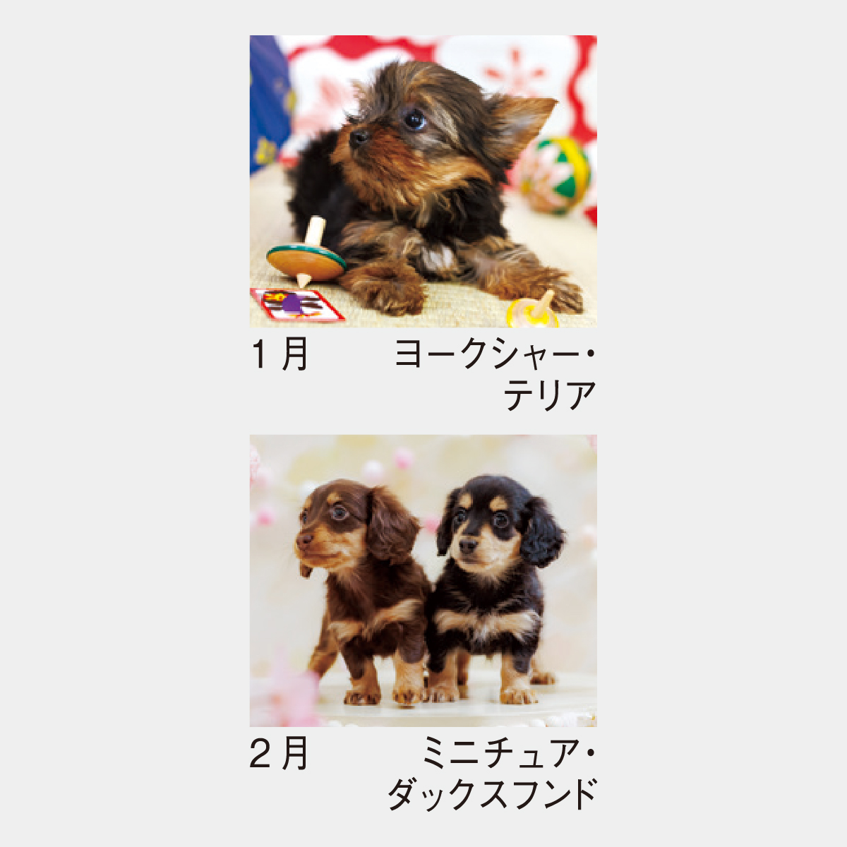 SP-304 ウィズドッグ