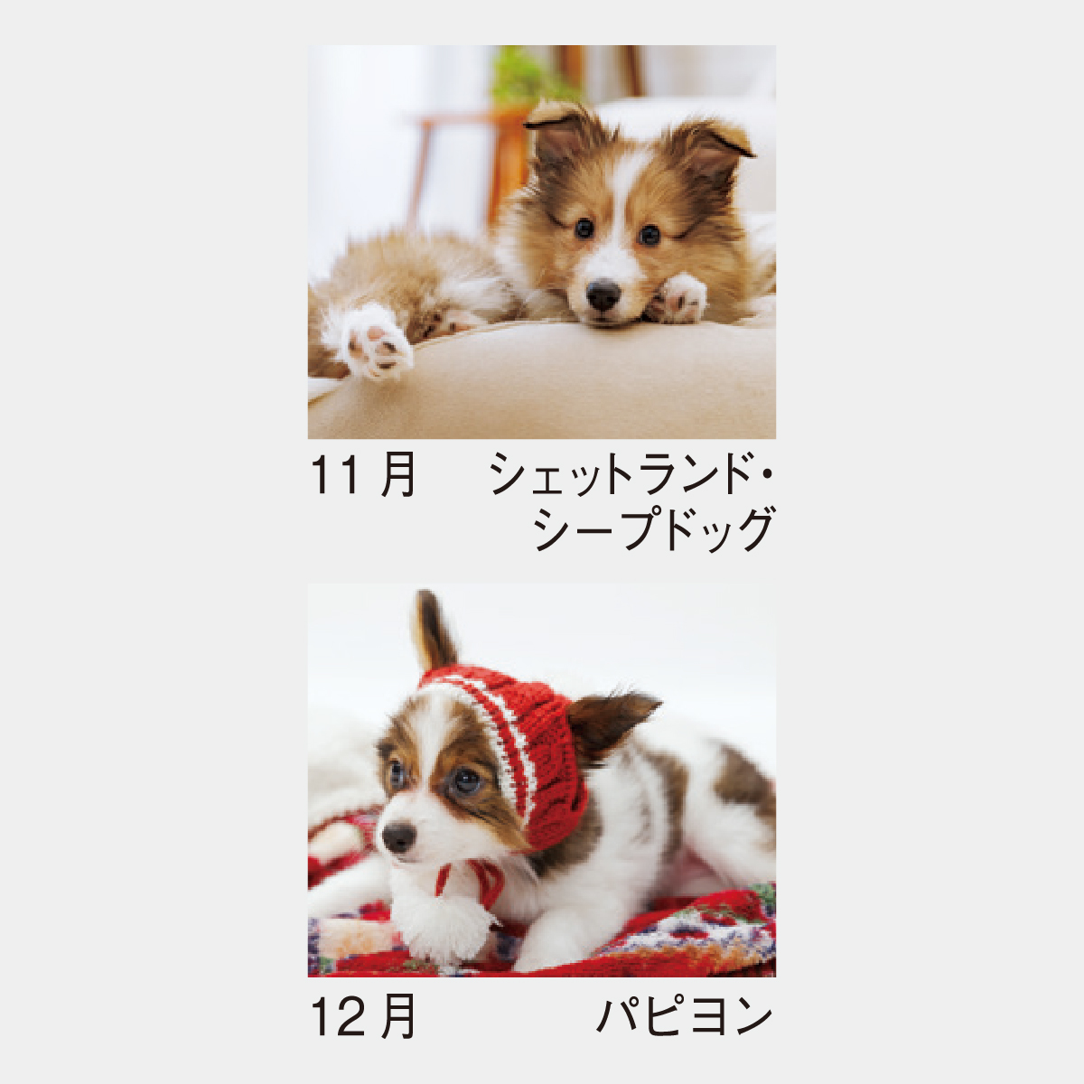 SP-304 ウィズドッグ