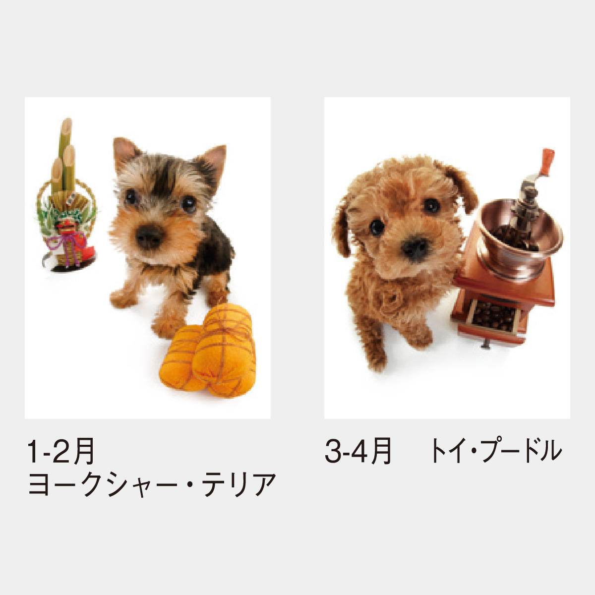 SP-60 キューティードッグ