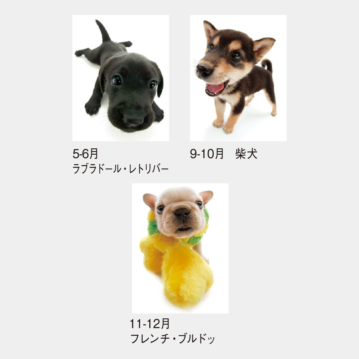 SP-60 キューティードッグ