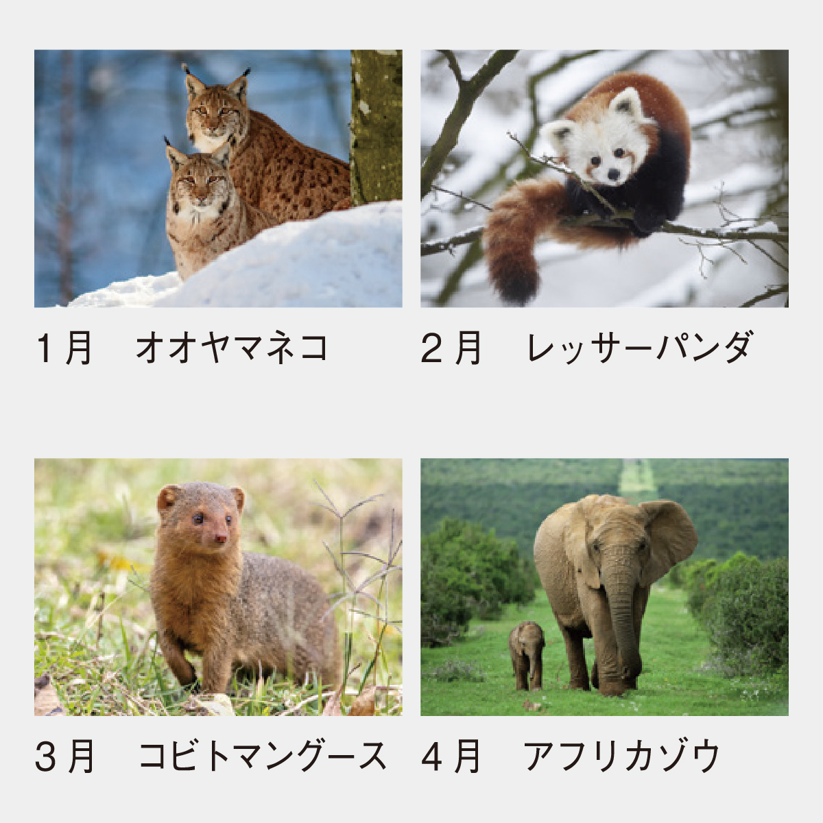 SP-84 世界動物遺産