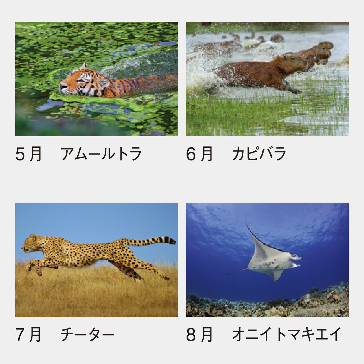 SP-84 世界動物遺産
