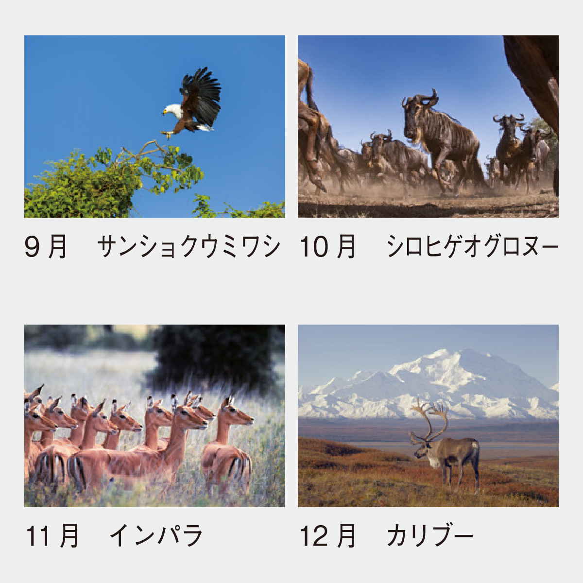 SP-84 世界動物遺産