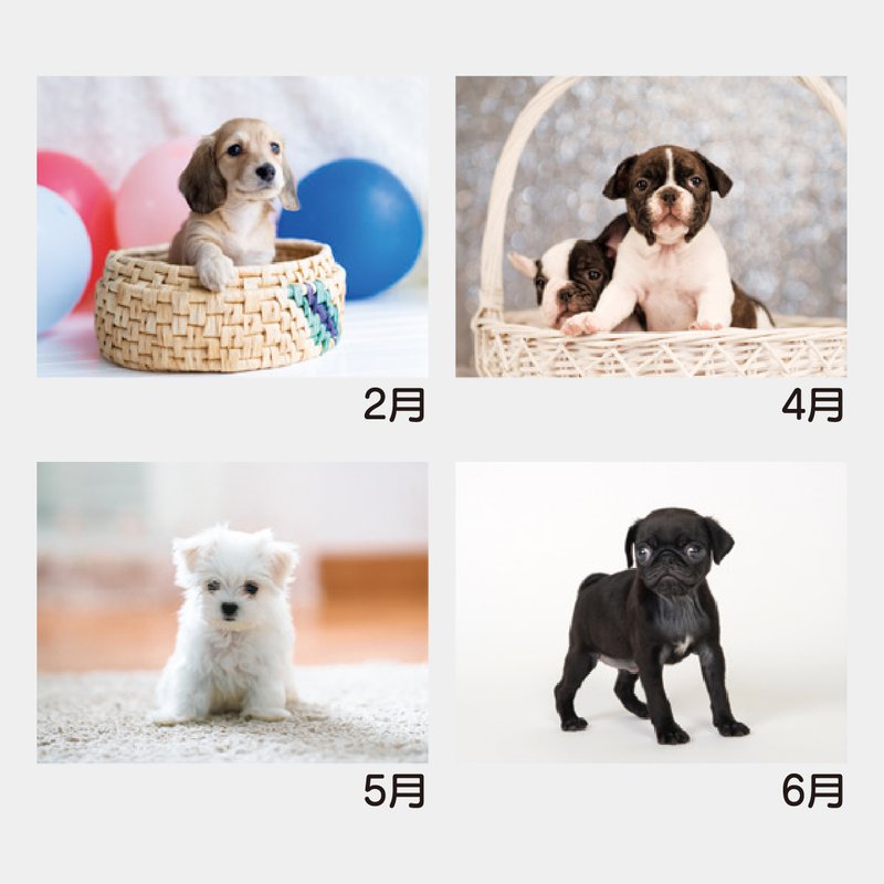YK-2044 B8 ワンダフルランド(仔犬)