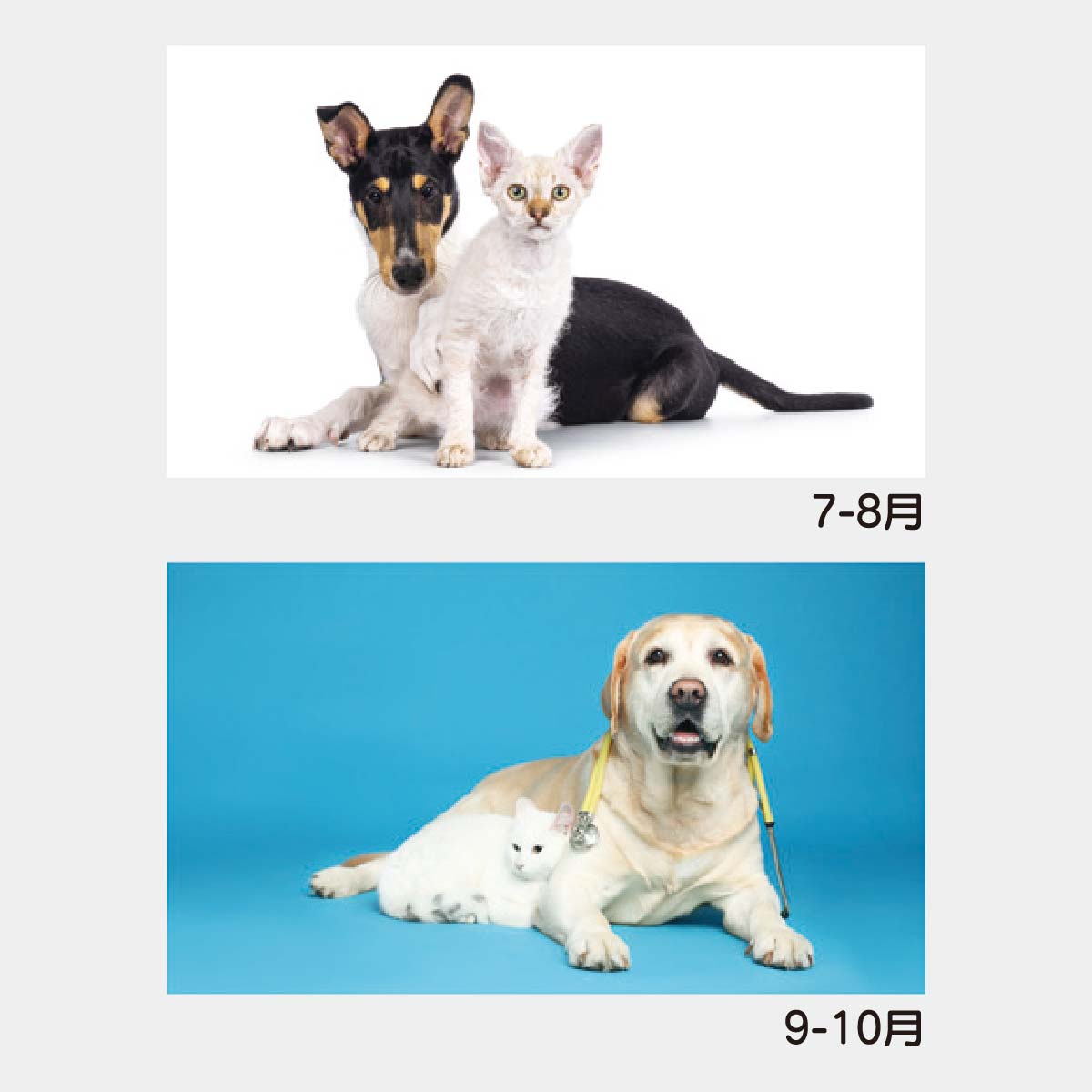 YK-730 犬と猫の散歩道