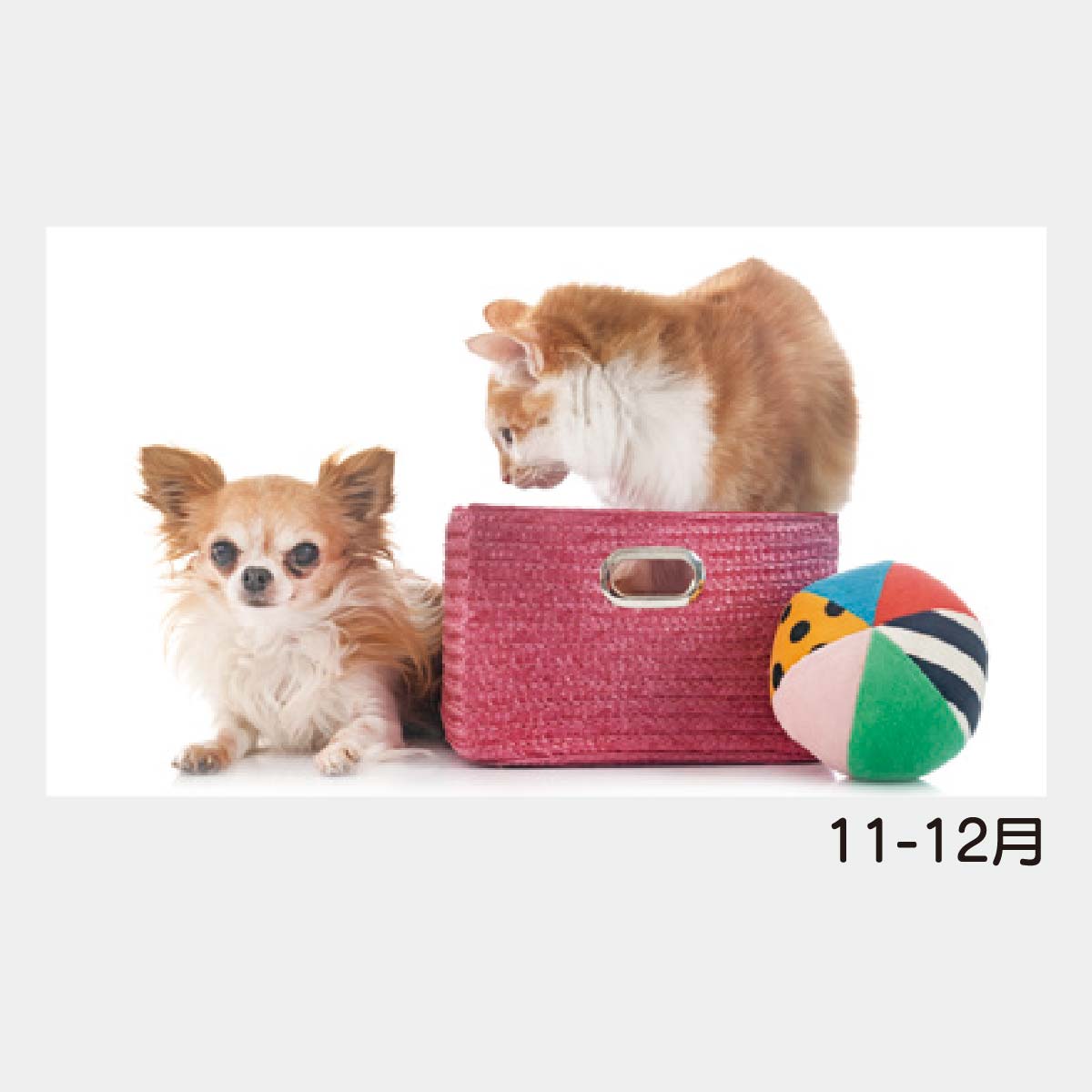 YK-730 犬と猫の散歩道